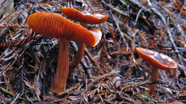 Ectomycorrhizal mushroom Dermocybe-1280x720